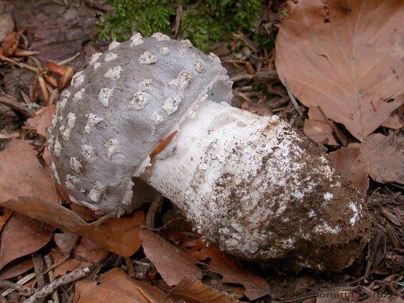 Amanita excelsa va. spissa ?